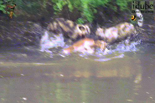 Các màn ác đấu của động vật