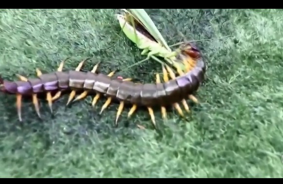 Ảnh cắt từ clip.