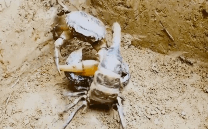 Ảnh cắt từ clip.