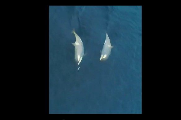 Ảnh cắt từ clip.