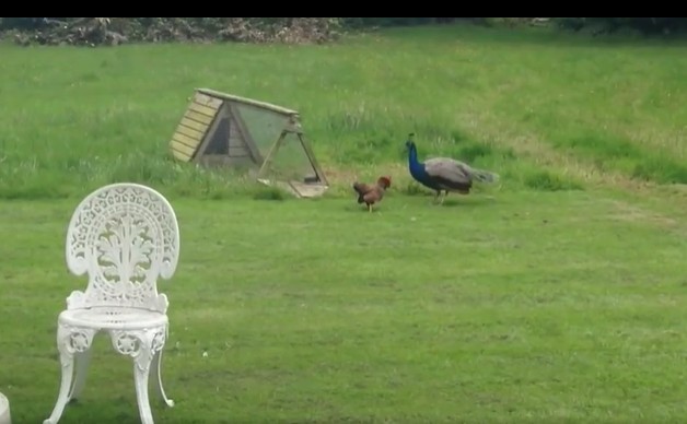 Ảnh cắt từ clip.