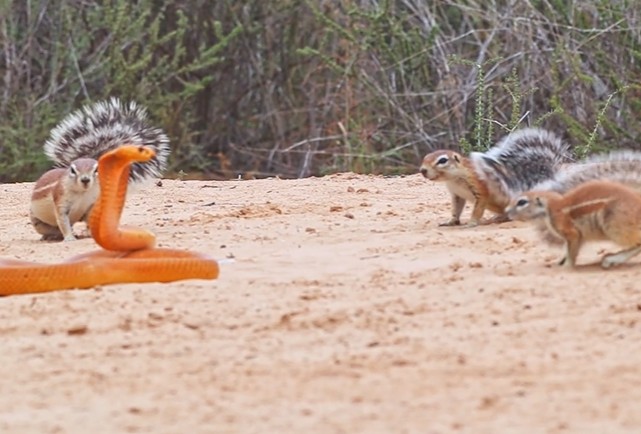 Ảnh cắt từ clip.