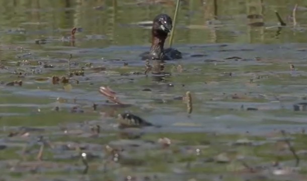 Ảnh cắt từ clip.