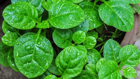 Kỹ thuật trồng rau tại nhà