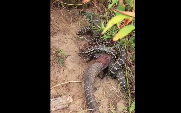 Ảnh cắt từ clip.