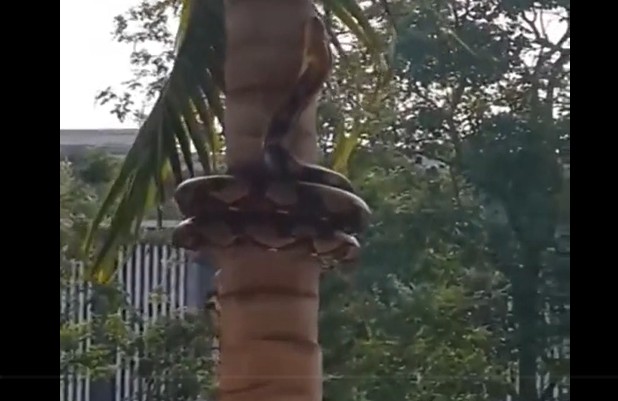 Ảnh cắt từ clip.