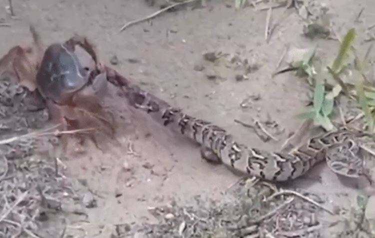 Ảnh cắt từ clip.