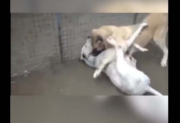 Ảnh cắt từ clip.