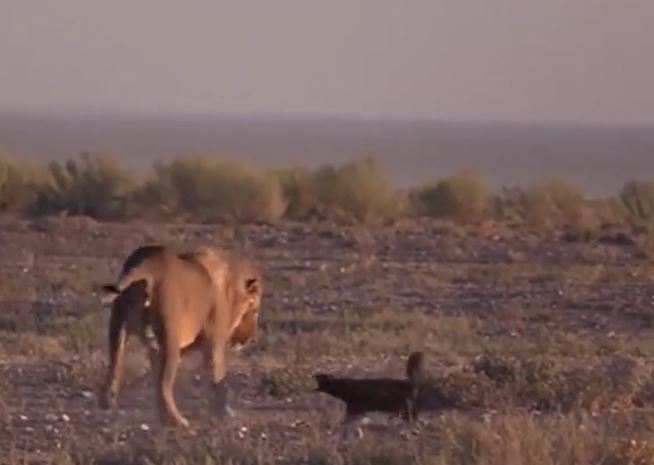 Ảnh cắt từ clip.