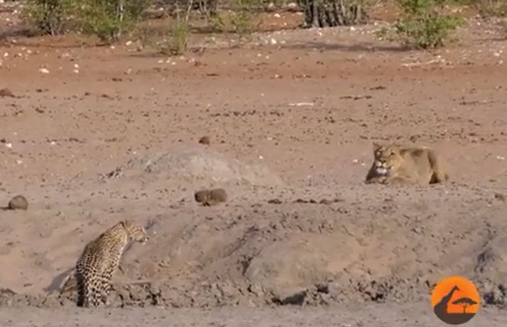 Ảnh cắt từ clip.