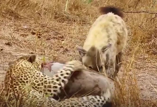 Ảnh cắt từ clip.