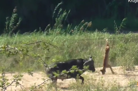 Ảnh cắt từ clip.