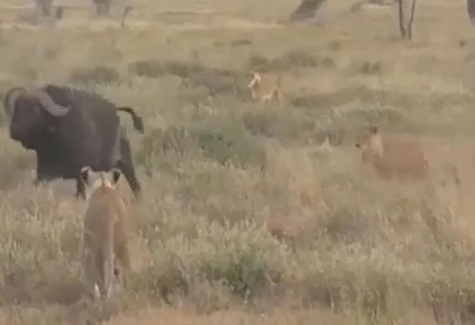 Ảnh cắt từ clip.