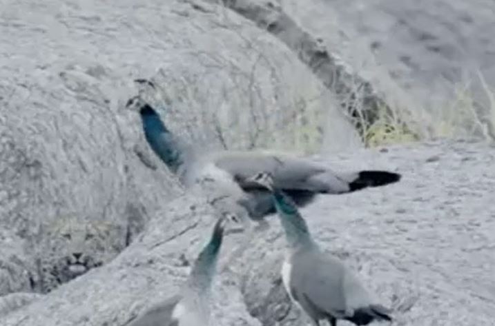 Ảnh cắt từ clip.