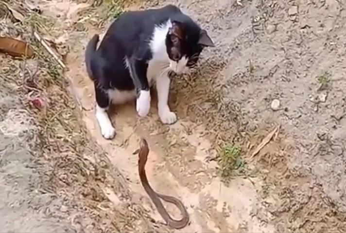 Ảnh cắt từ clip.