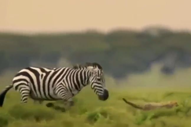 Ảnh cắt từ clip.