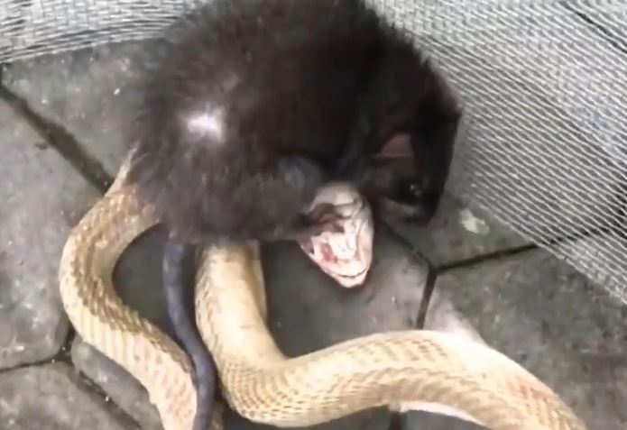 Ảnh cắt từ clip.