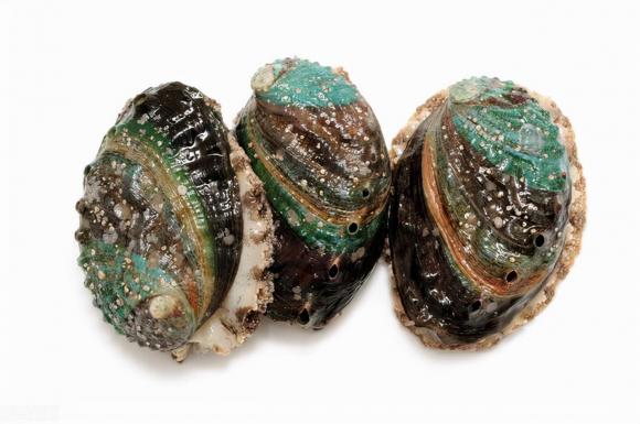 Lần đầu đi ăn bào ngư, nếu nhân viên hỏi bạn muốn gọi mấy 'đầu', đây là một câu trả lời chuyên nghiệp, nếu không sẽ khiến mọi người bật cười