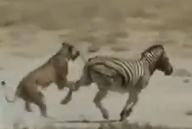 Ảnh cắt từ clip.