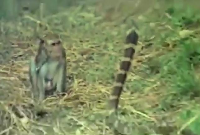 Ảnh cắt từ clip.