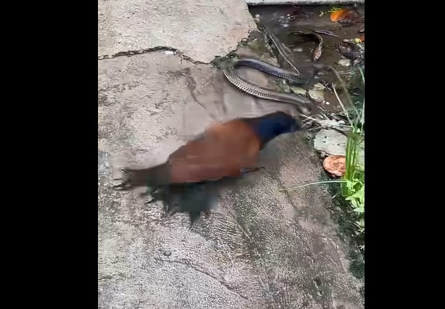 Ảnh cắt từ clip.