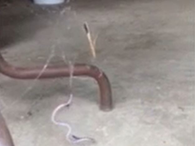 Ảnh cắt từ clip.