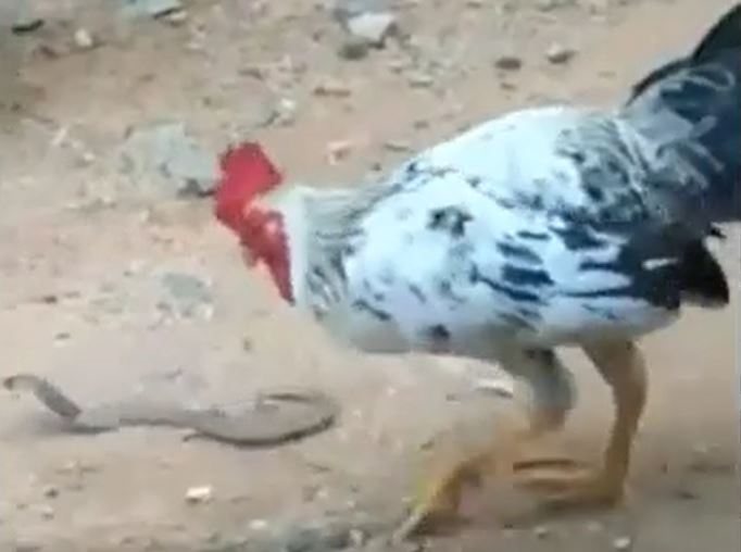 Ảnh cắt từ clip.