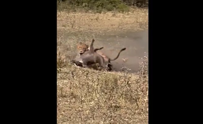 Ảnh cắt từ clip.