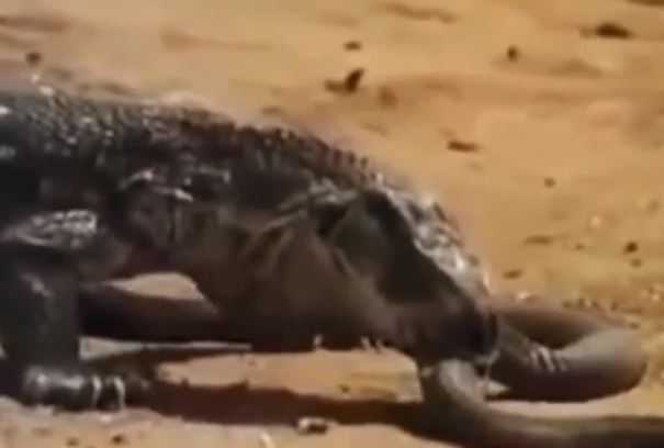 Ảnh cắt từ clip.