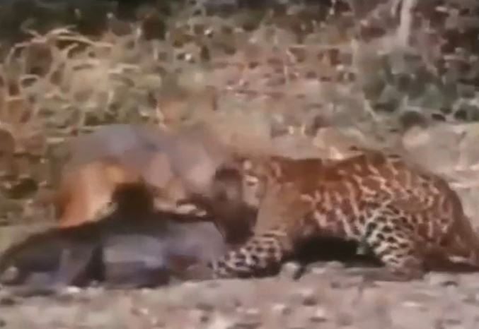 Ảnh cắt từ clip.