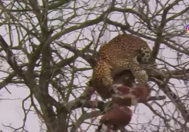 Ảnh cắt từ clip.