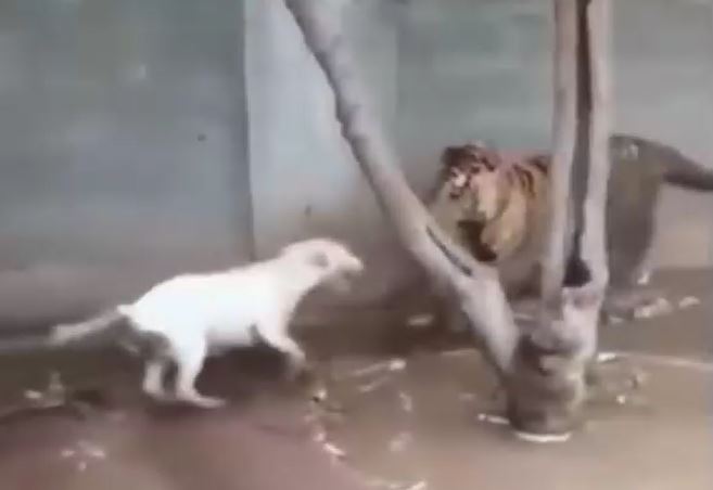 Ảnh cắt từ clip.