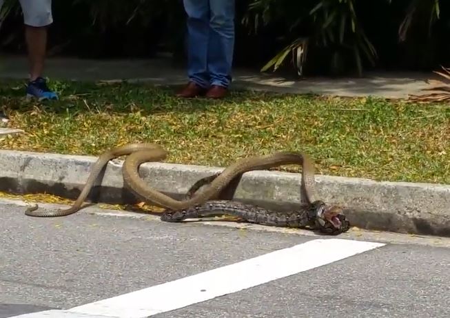 Ảnh cắt từ clip.