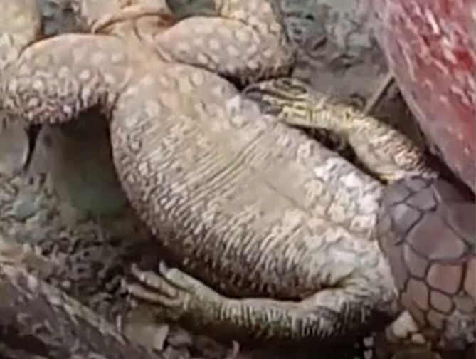 Ảnh cắt từ clip.