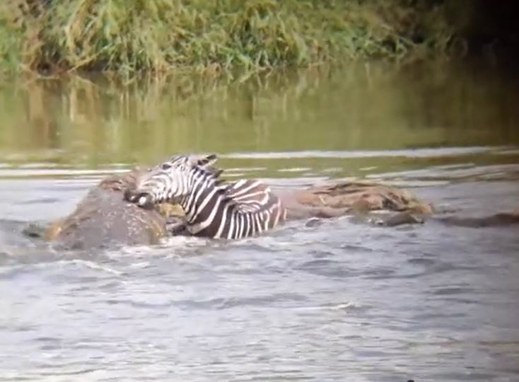 Ảnh cắt từ clip.