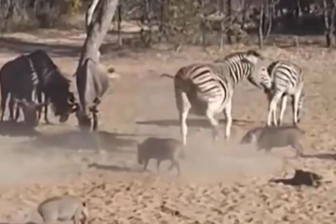 Ảnh cắt từ clip.