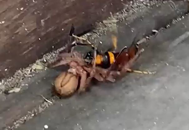 Ảnh cắt từ clip.