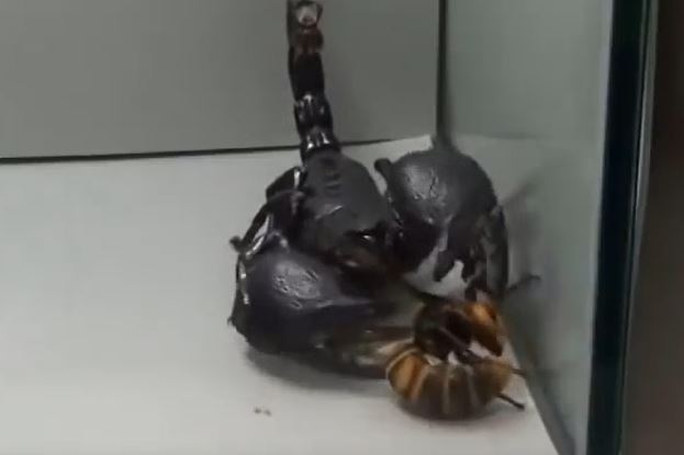 Ảnh cắt từ clip.