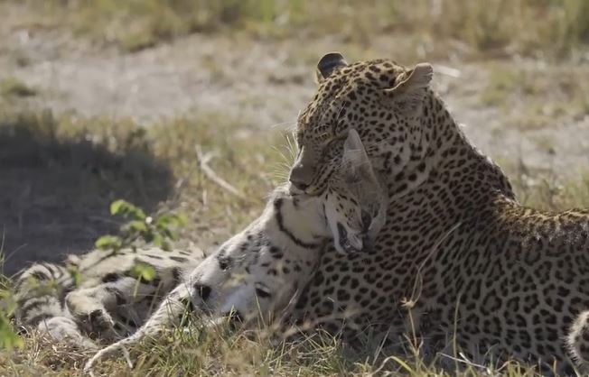 Ảnh cắt từ clip.