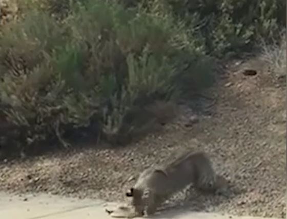 Ảnh cắt từ clip.