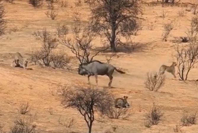 Ảnh cắt từ clip.