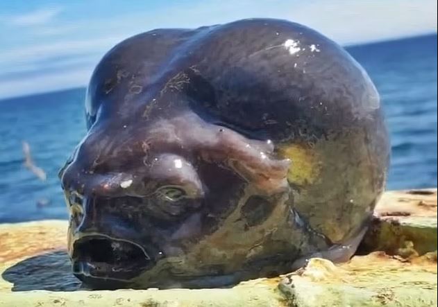 Với thân hình to, phình to trông giống như não, đôi mắt teo tóp và cái miệng há hốc, con cá này trông giống như một sinh vật đến từ hành tinh khác.