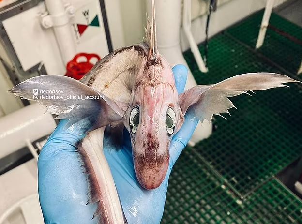 Một khám phá khác của Roman Fedortsov đã được những người trực tuyến gọi là 'con rồng con mới nở' vì họ kinh ngạc trước vẻ ngoài độc đáo của nó