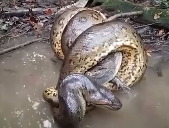 Ảnh cắt từ clip.