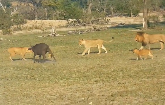 Ảnh cắt từ clip.