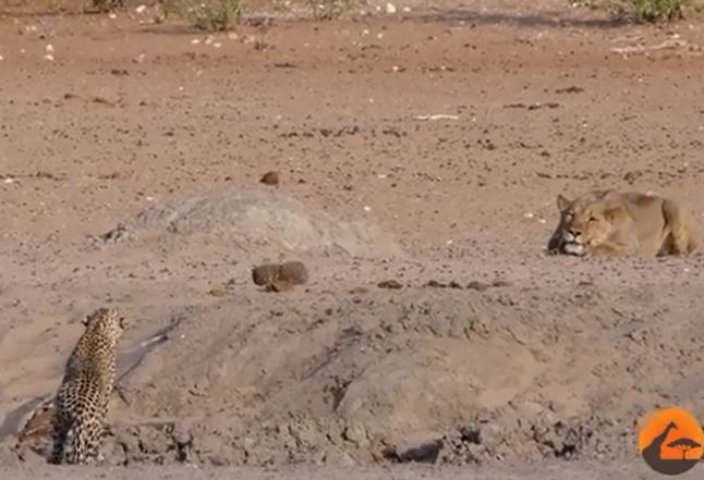 Ảnh cắt từ clip.