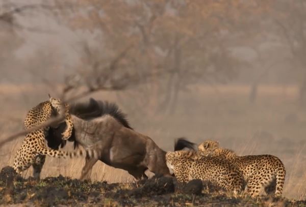 Ảnh cắt từ clip.