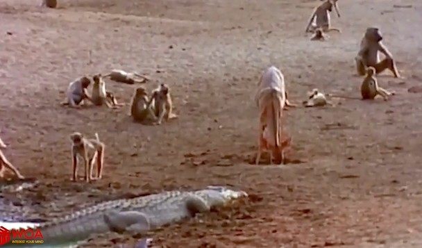 Ảnh cắt từ clip.