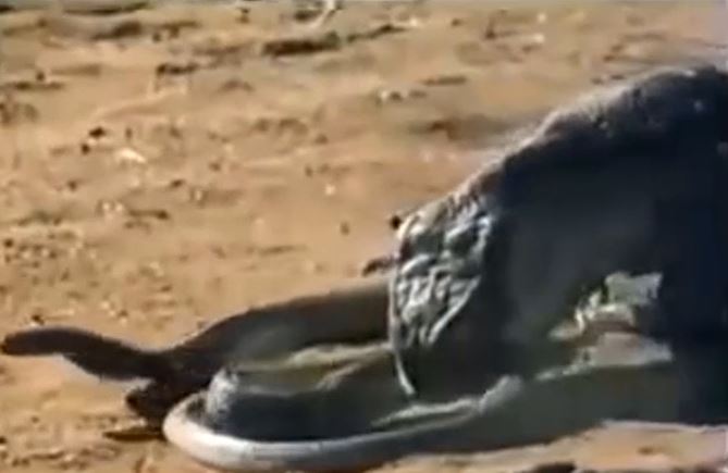 Ảnh cắt từ clip.