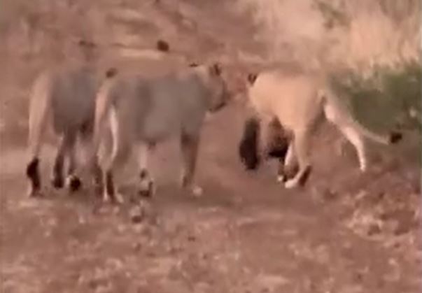 Ảnh cắt từ clip.